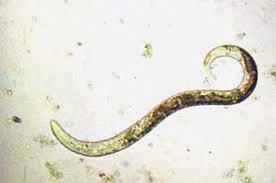 longworm