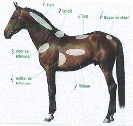 Body Condition Score (BCS) paard