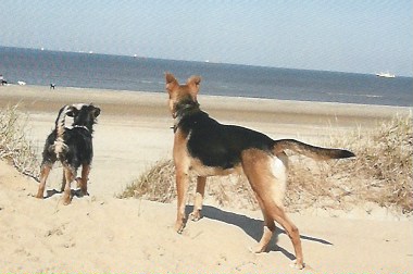 Hondenuitlaatservice Steps met honden op het strand