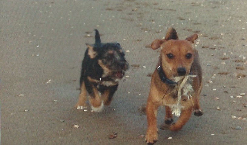 Hondenuitlaatservice Steps - honden op het strand