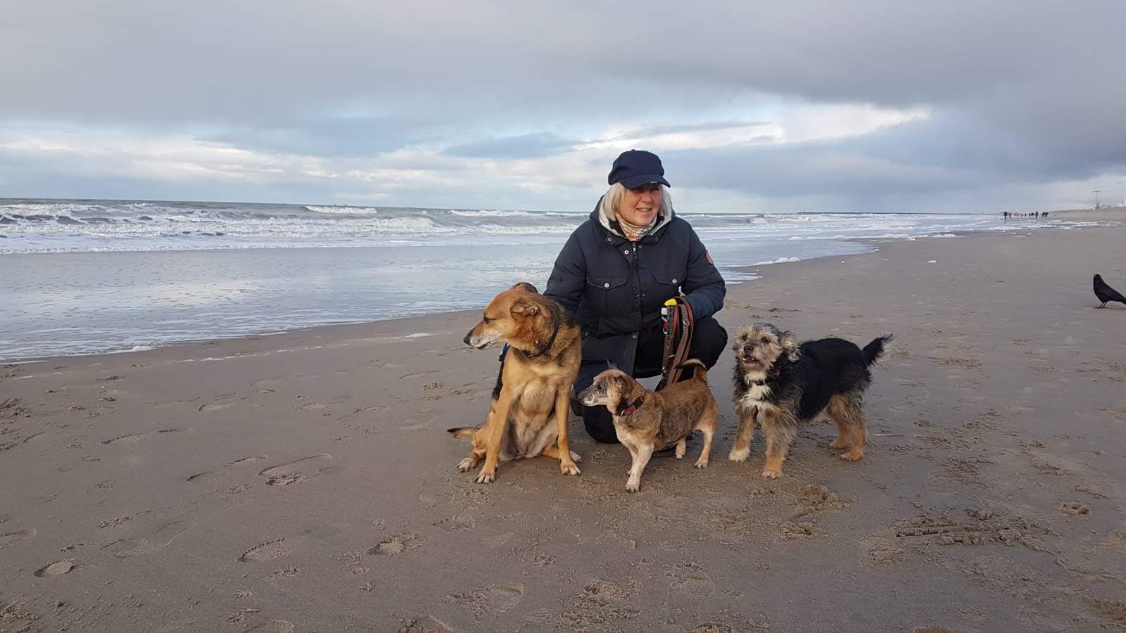 Hondenuitlaatservice Steps met honden op het strand