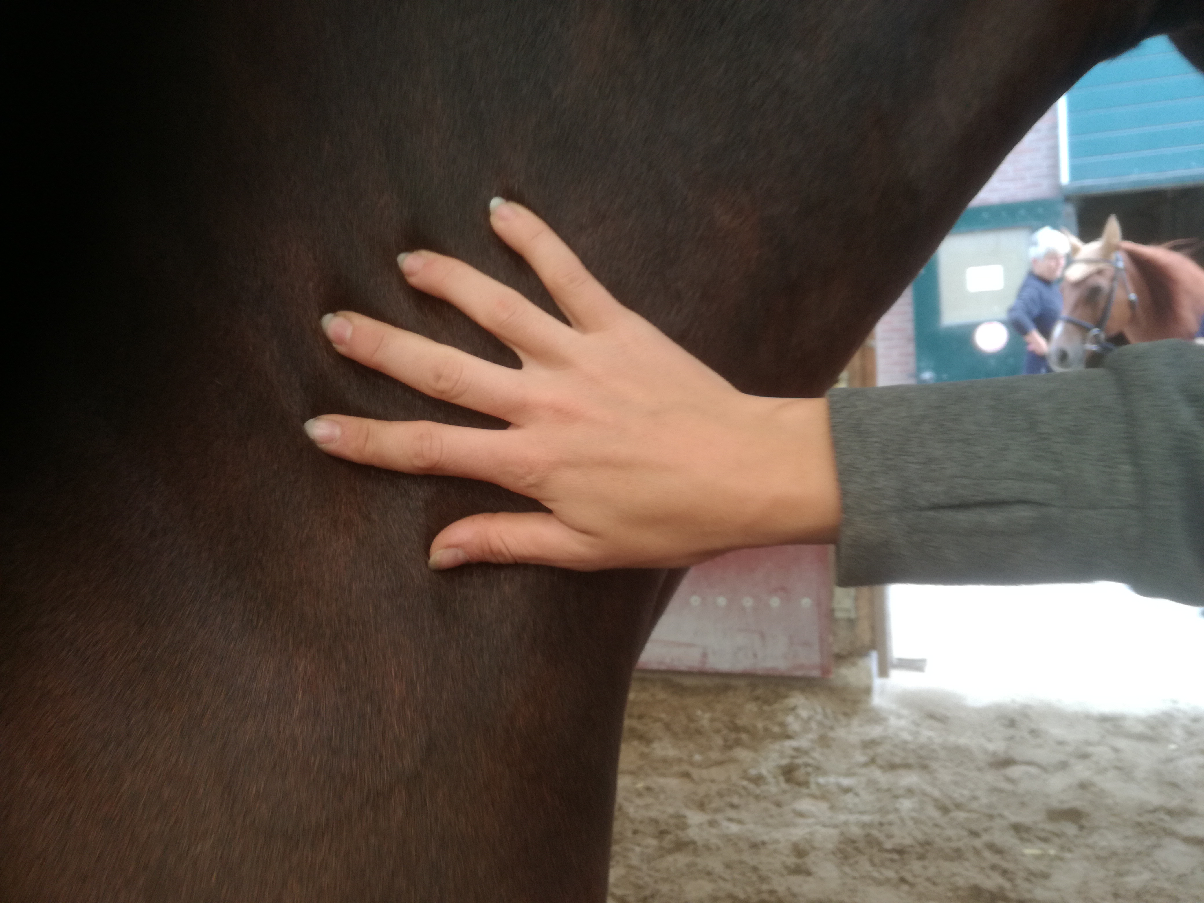 Body condition score paard